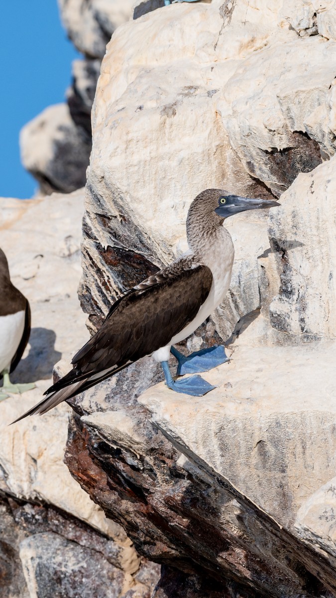 Blue-footed Booby - ML638673839