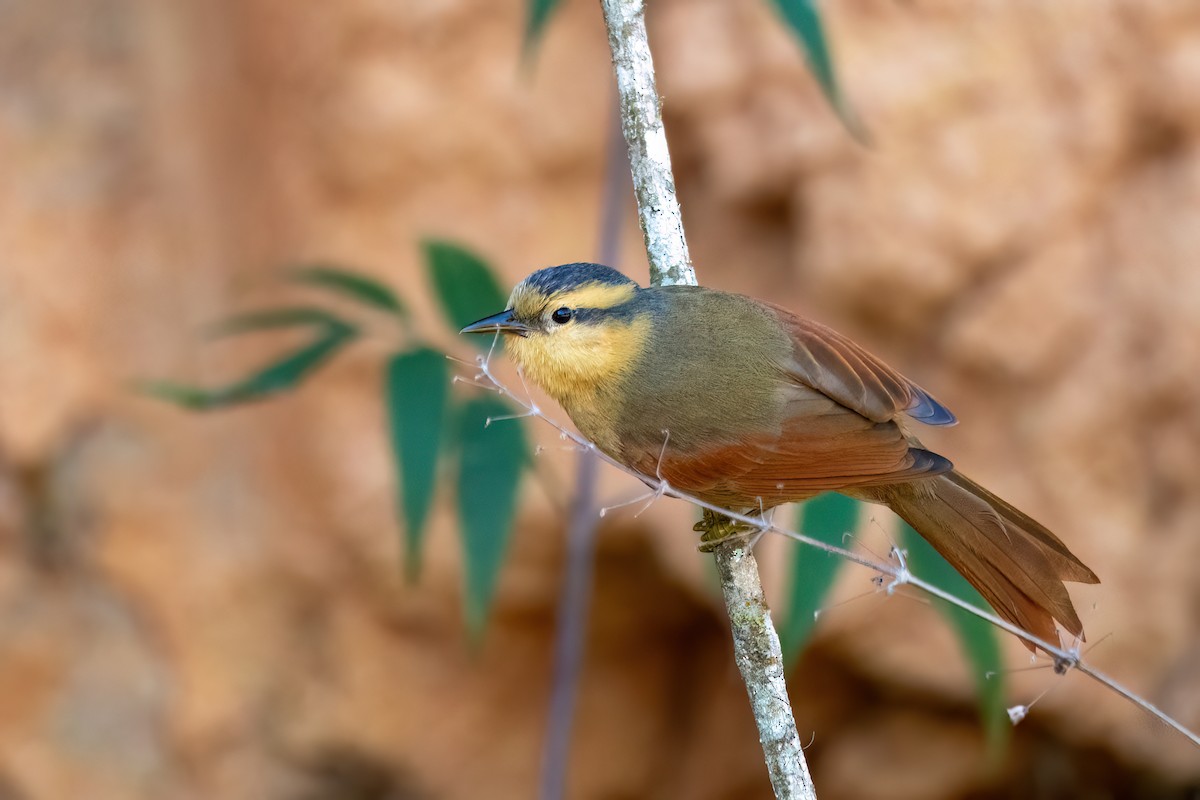 Buff-fronted Foliage-gleaner - ML638673840