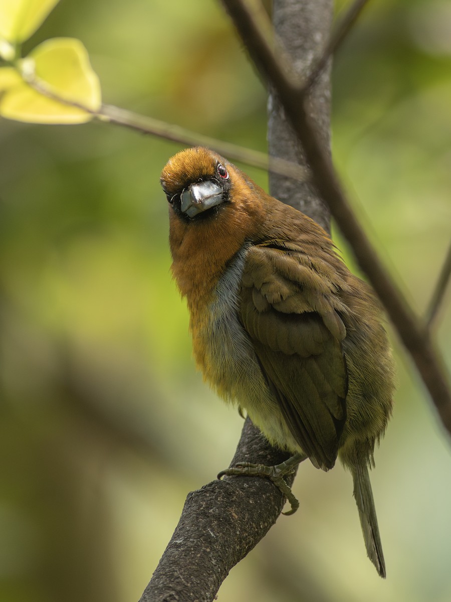 Prong-billed Barbet - ML638673848
