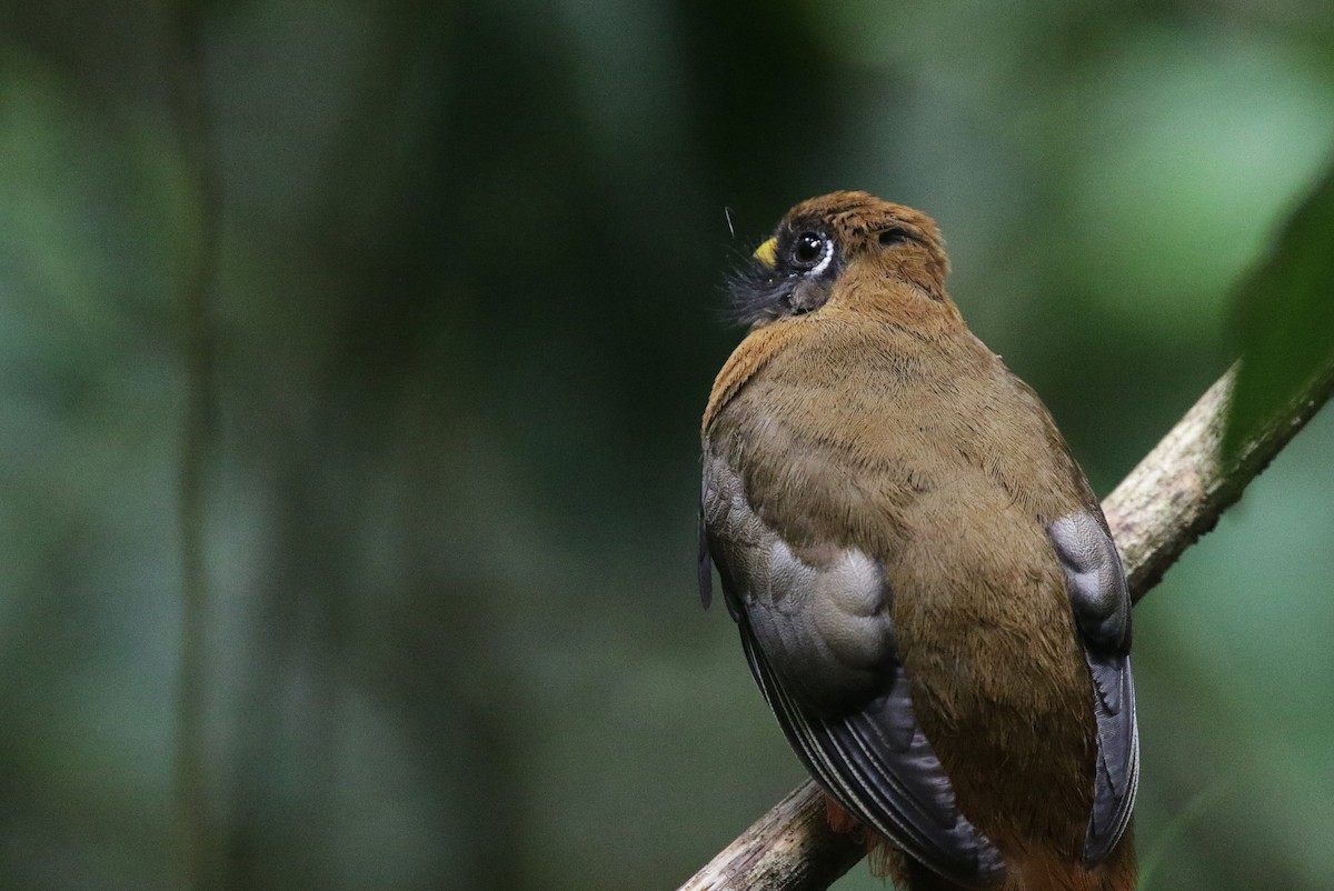 Masked Trogon - ML638673867