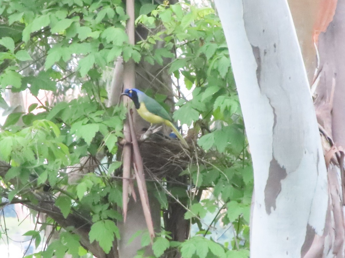 Green Jay - ML638673880