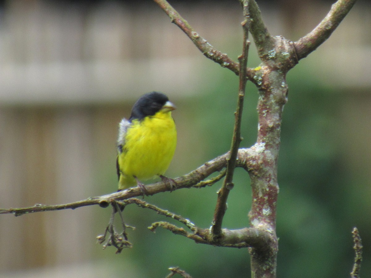 Lesser Goldfinch - ML638673889