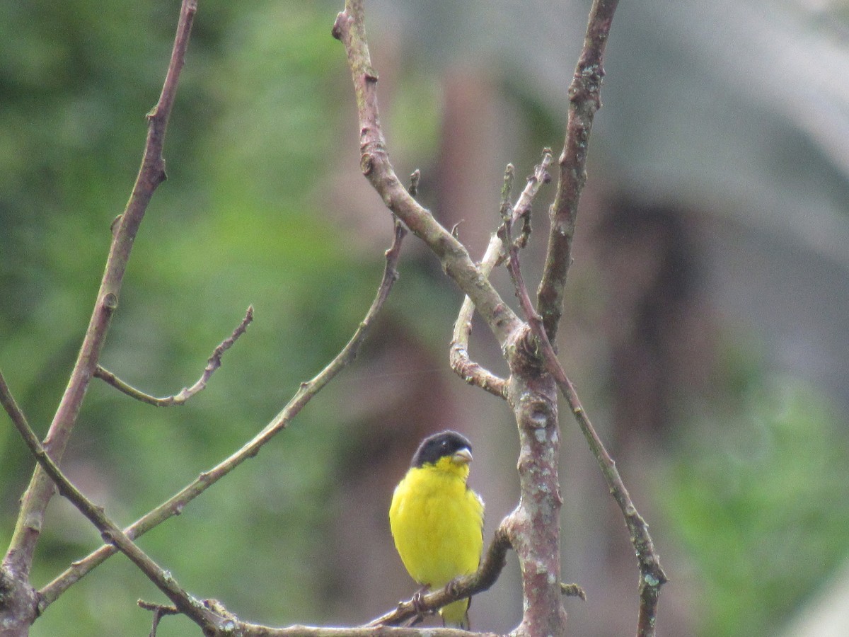 Lesser Goldfinch - ML638673890