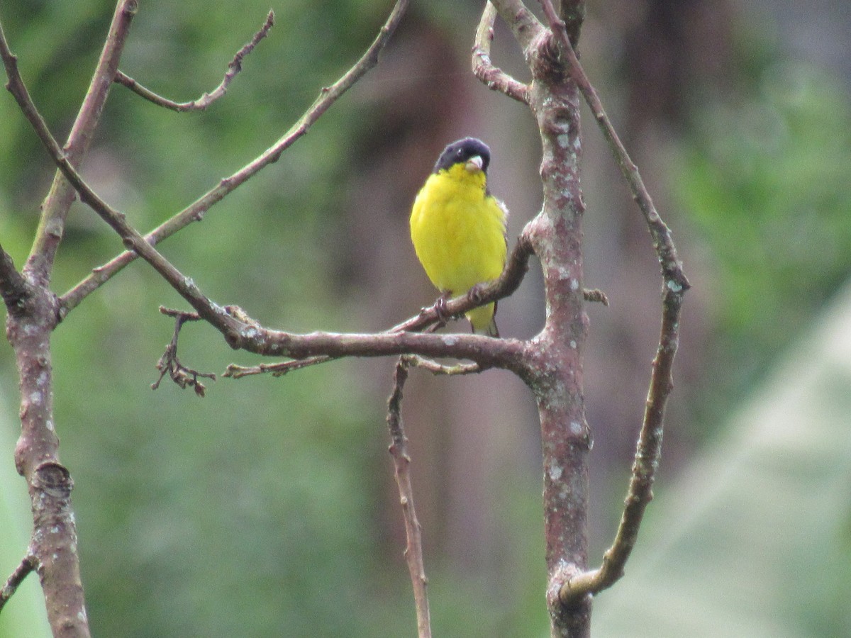 Lesser Goldfinch - ML638673891