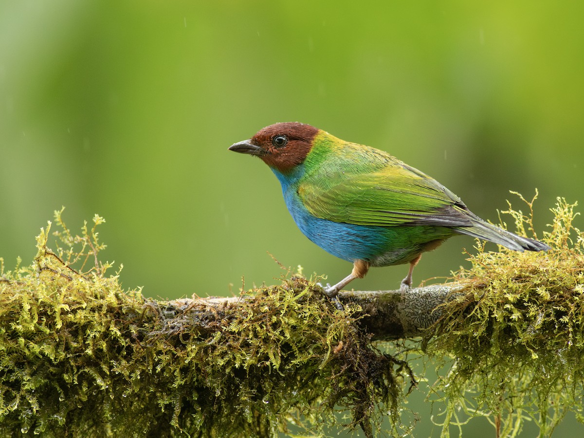 Bay-headed Tanager - ML638673892