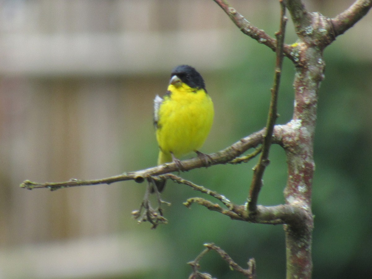 Lesser Goldfinch - ML638673893