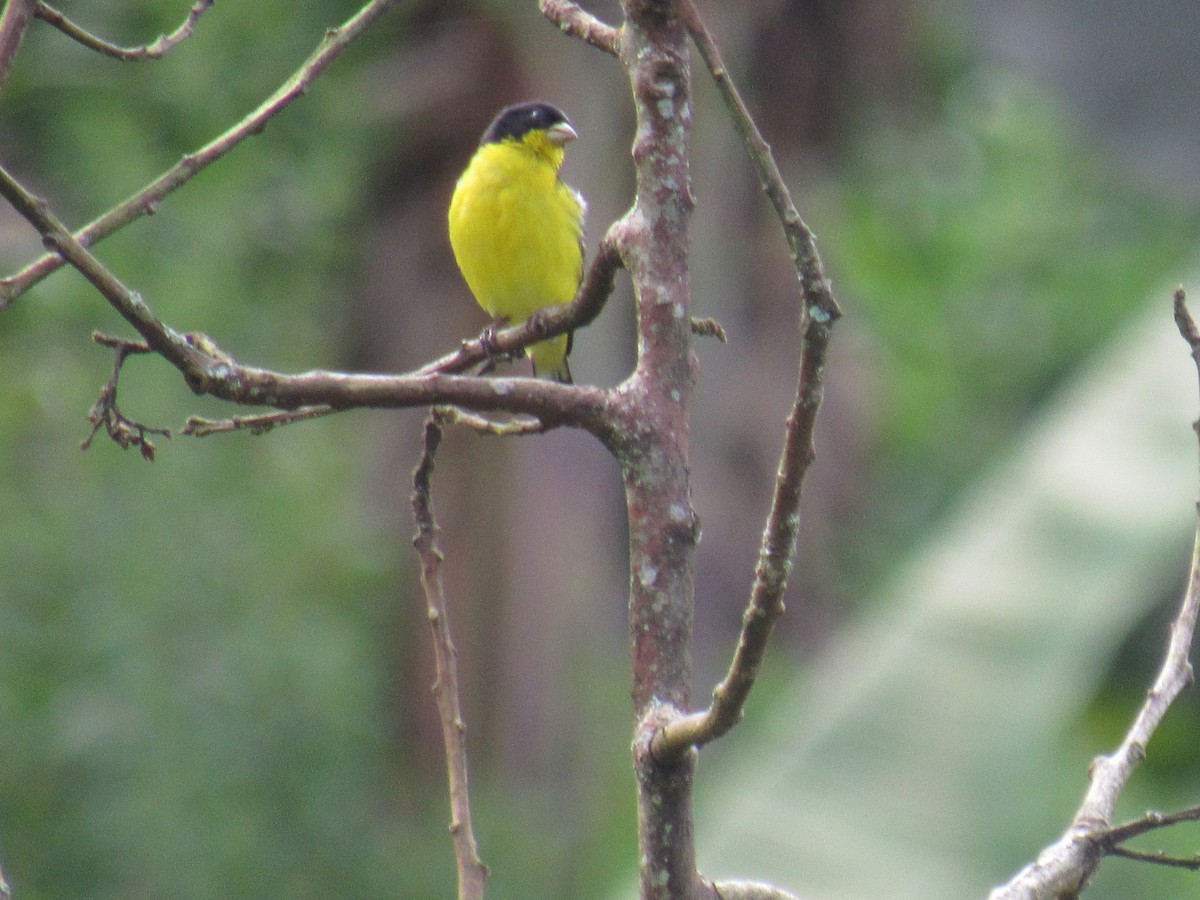 Lesser Goldfinch - ML638673894