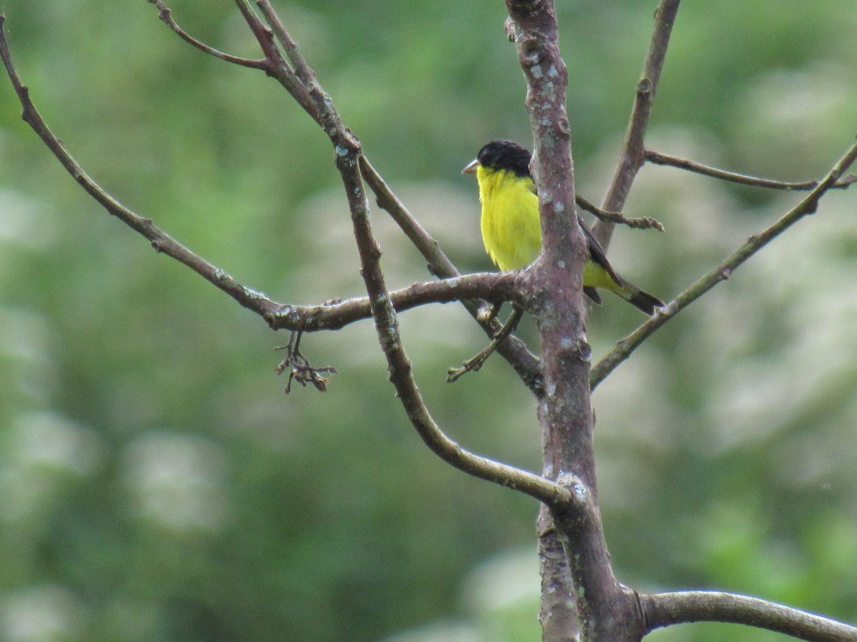 Lesser Goldfinch - ML638673895