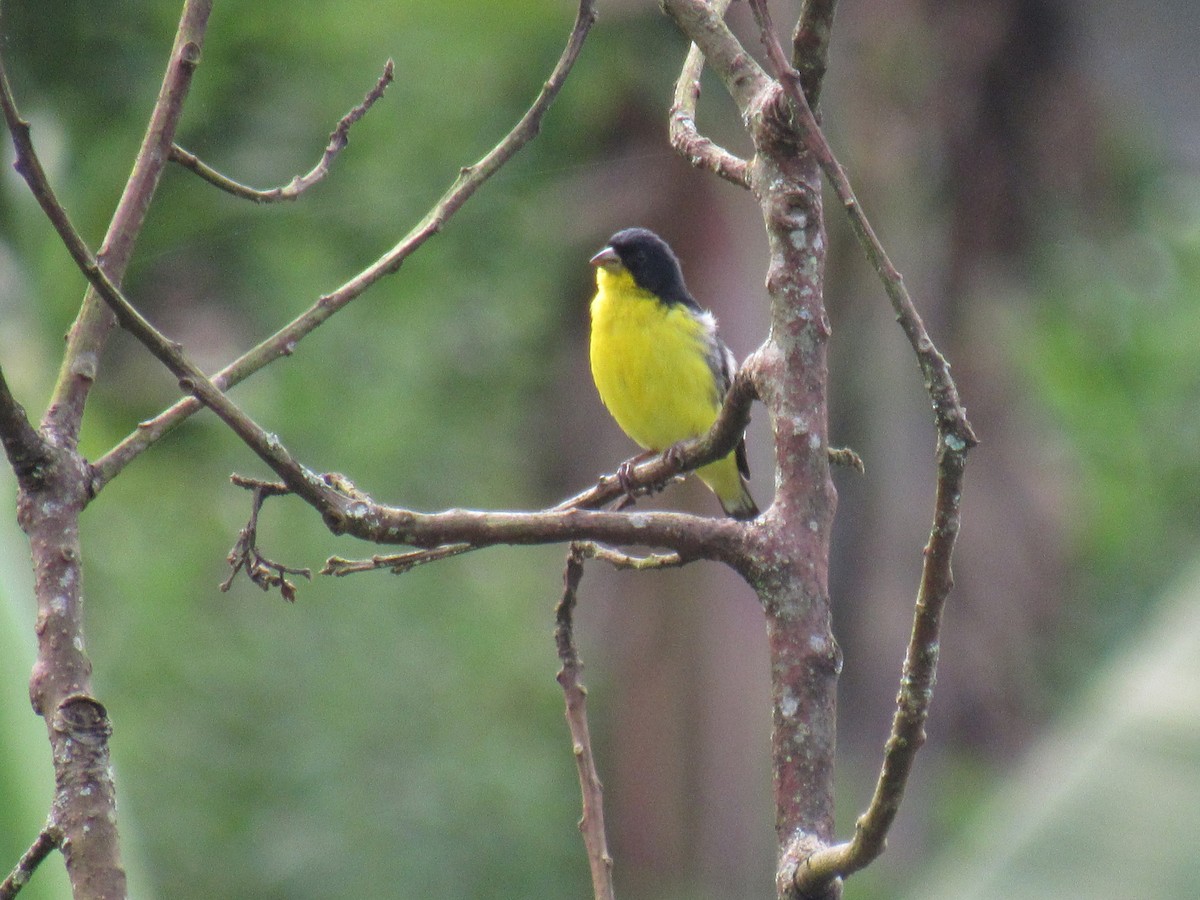 Lesser Goldfinch - ML638673896