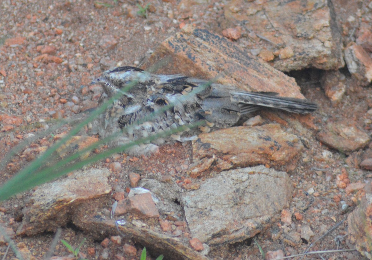 Indian Nightjar - ML638673901