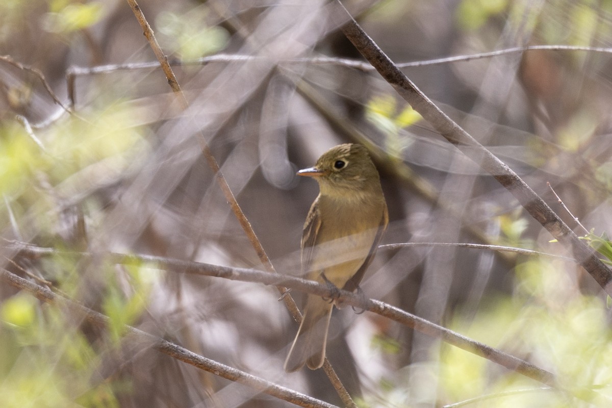 Western Flycatcher - ML638673903