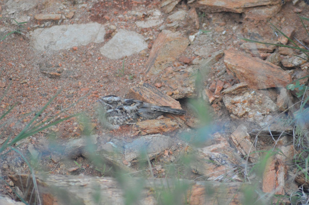 Indian Nightjar - ML638673904