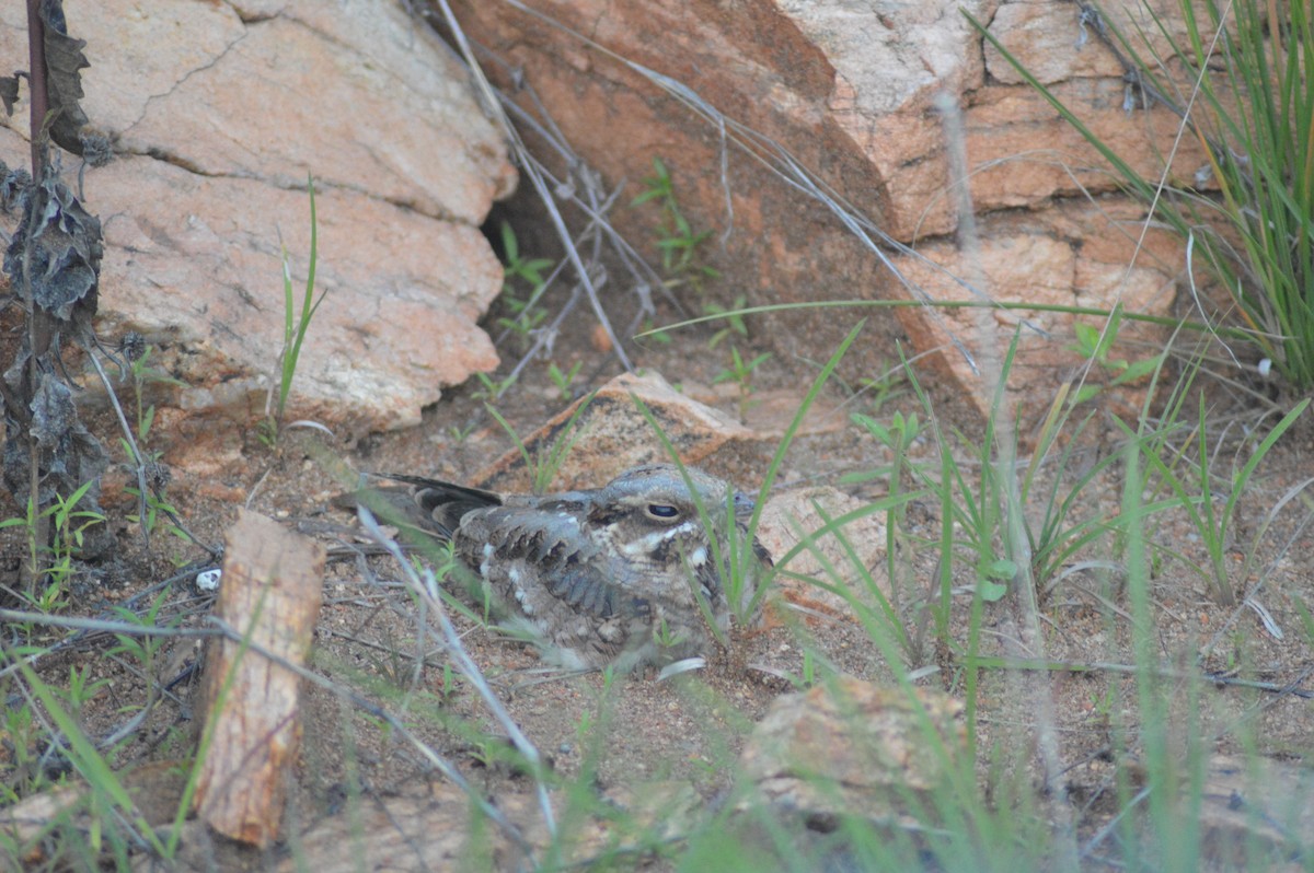 Indian Nightjar - ML638673905