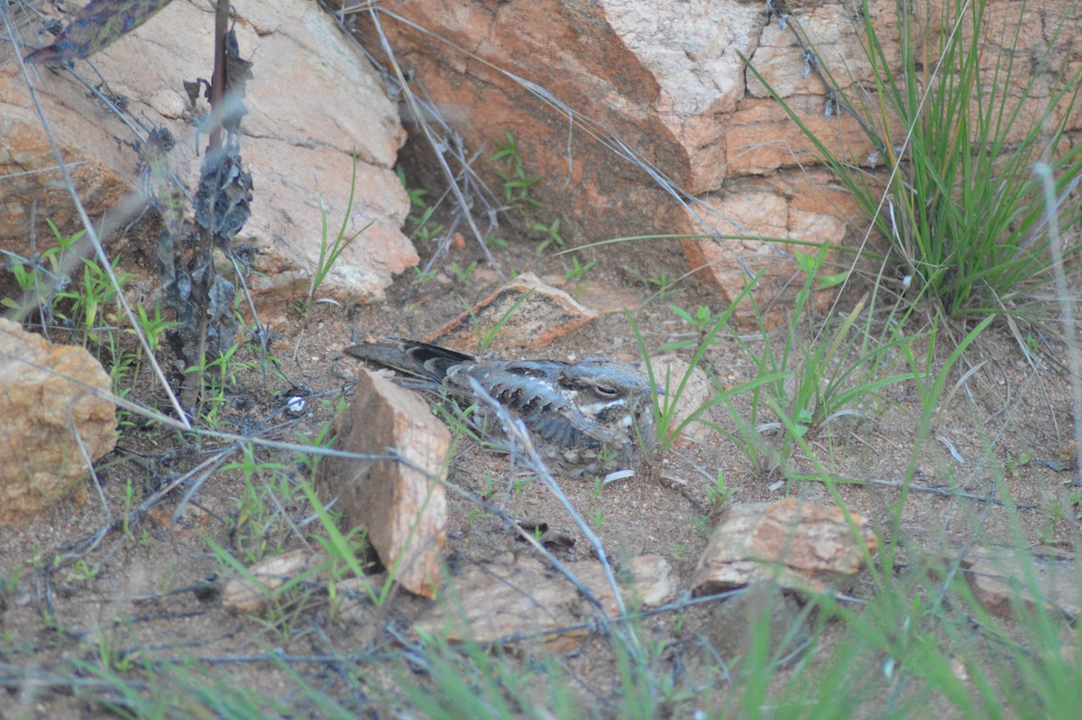 Indian Nightjar - ML638673907