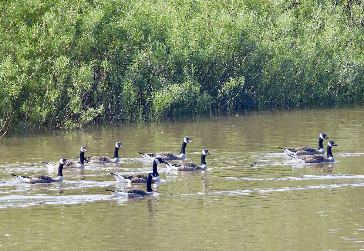Canada Goose - ML638673908
