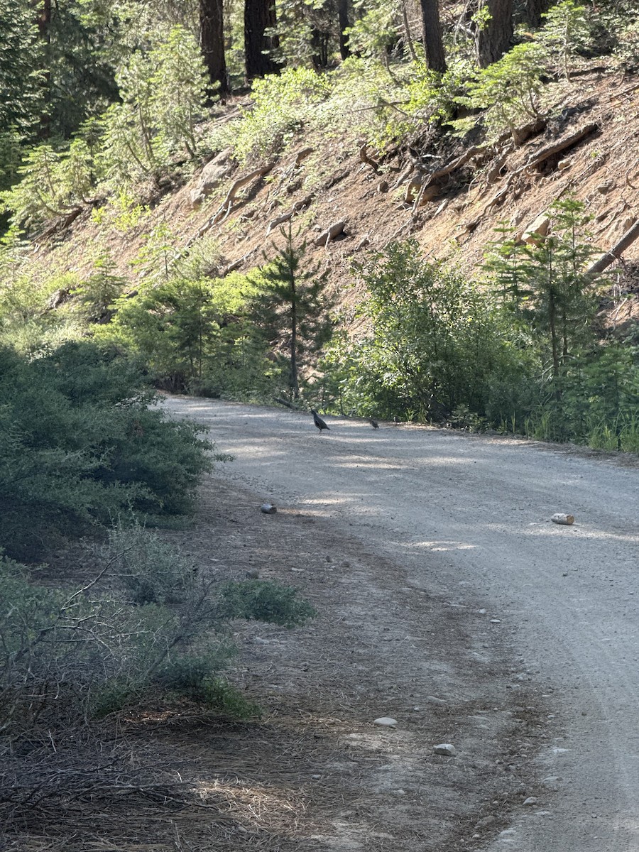 Mountain Quail - ML638673909
