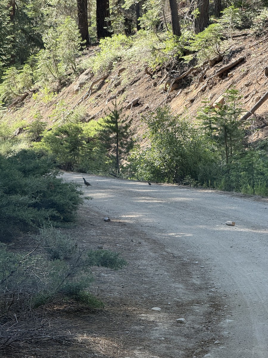 Mountain Quail - ML638673910