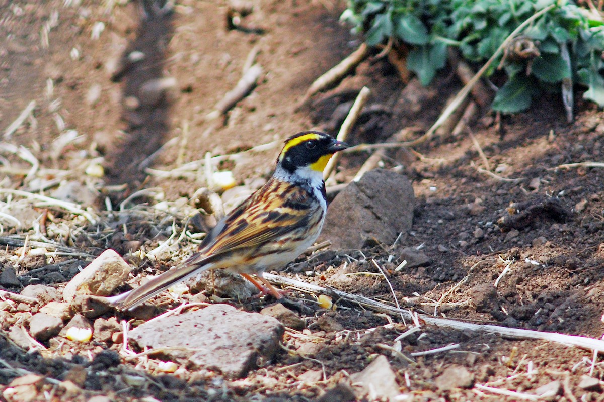 Yellow-throated Bunting - ML638673911