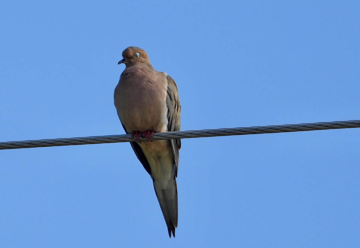 Mourning Dove - ML638673912