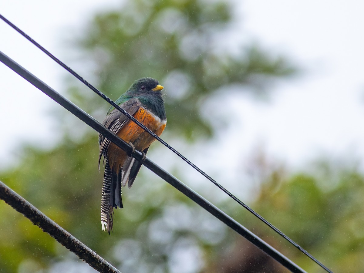 Collared Trogon - ML638673913