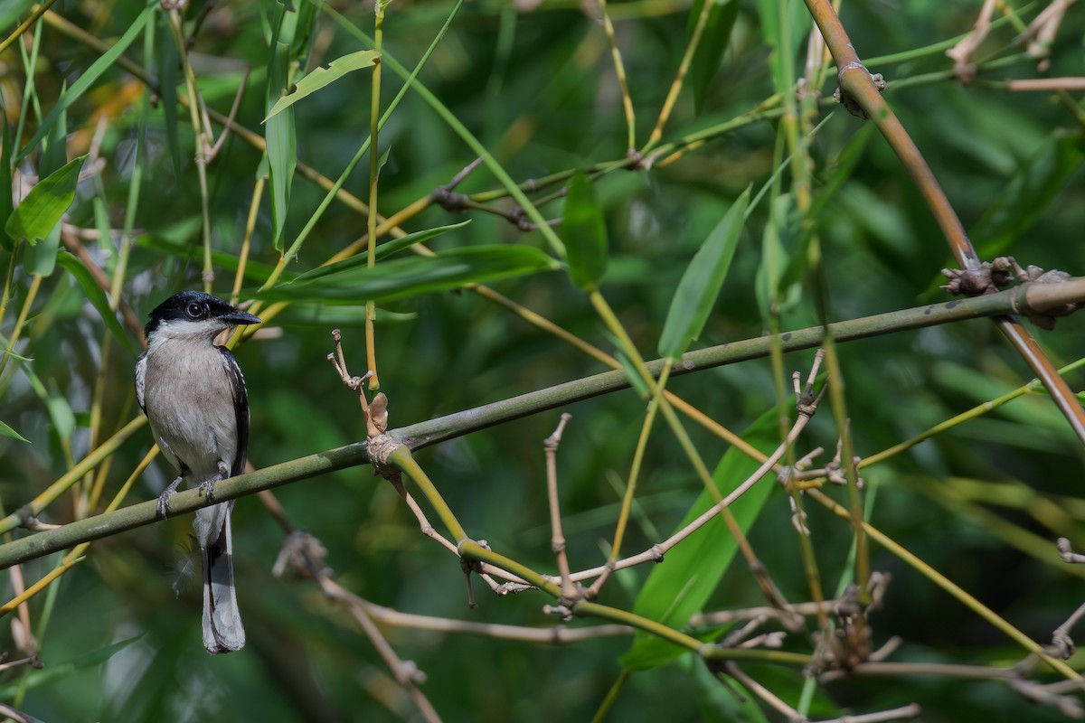 Bar-winged Flycatcher-shrike - ML638673918