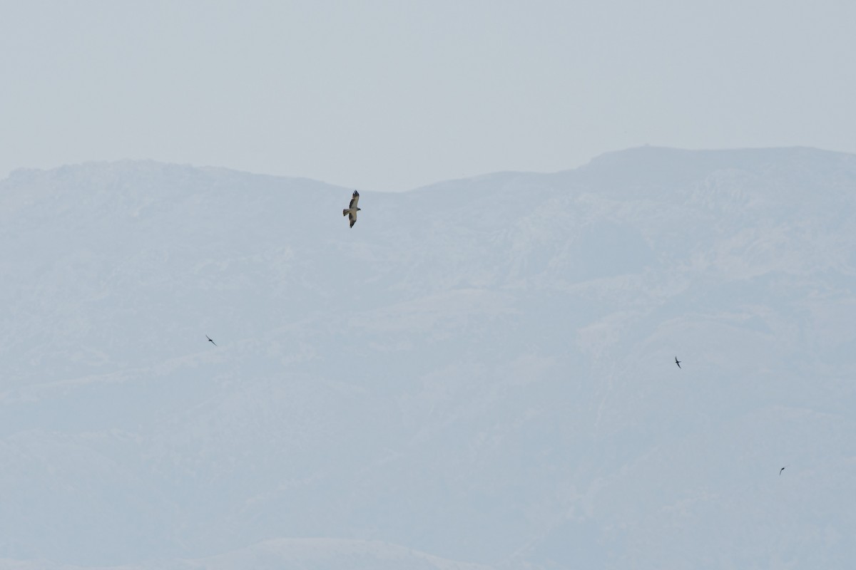 Booted Eagle - ML638673984