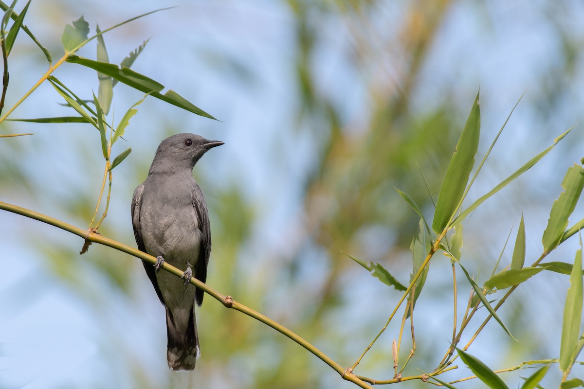 Oriental Cuckooshrike - ML638674103