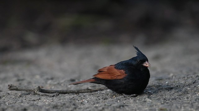 Crested Bunting - ML638674151