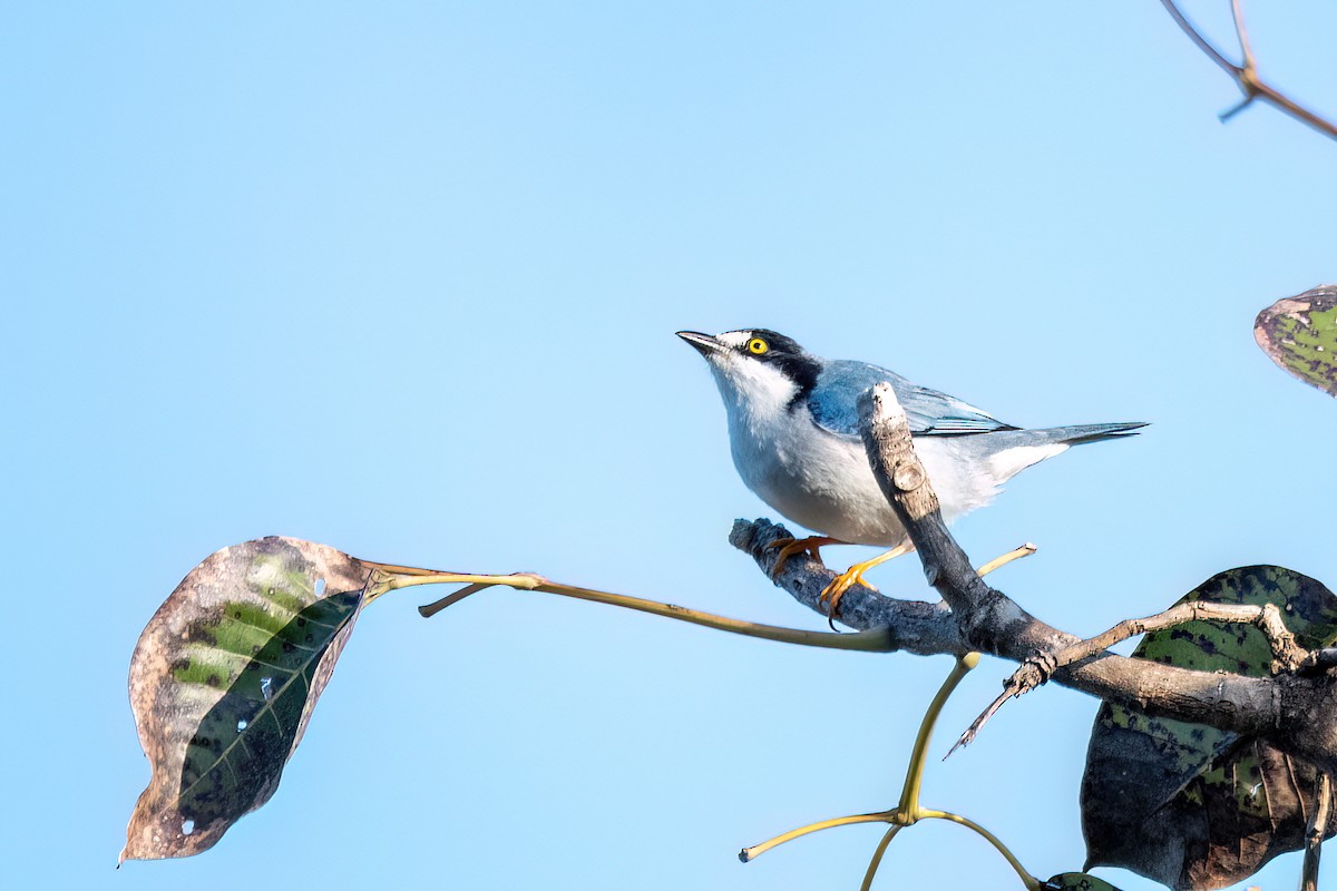 Hooded Tanager - ML638674178