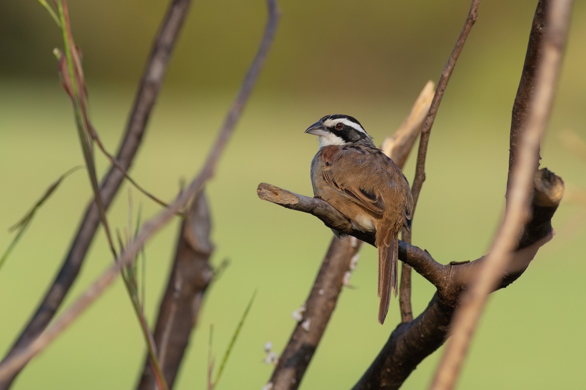 Stripe-headed Sparrow - ML638674179