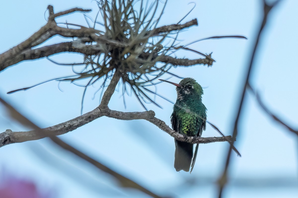 Glittering-bellied Emerald - ML638674184