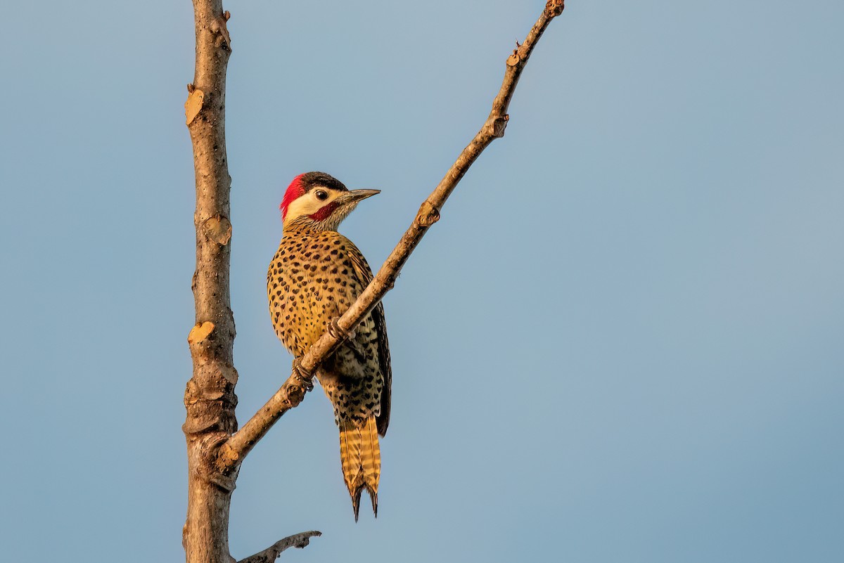 Green-barred Woodpecker - ML638674187