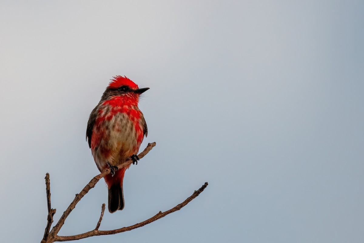 Vermilion Flycatcher - ML638674196