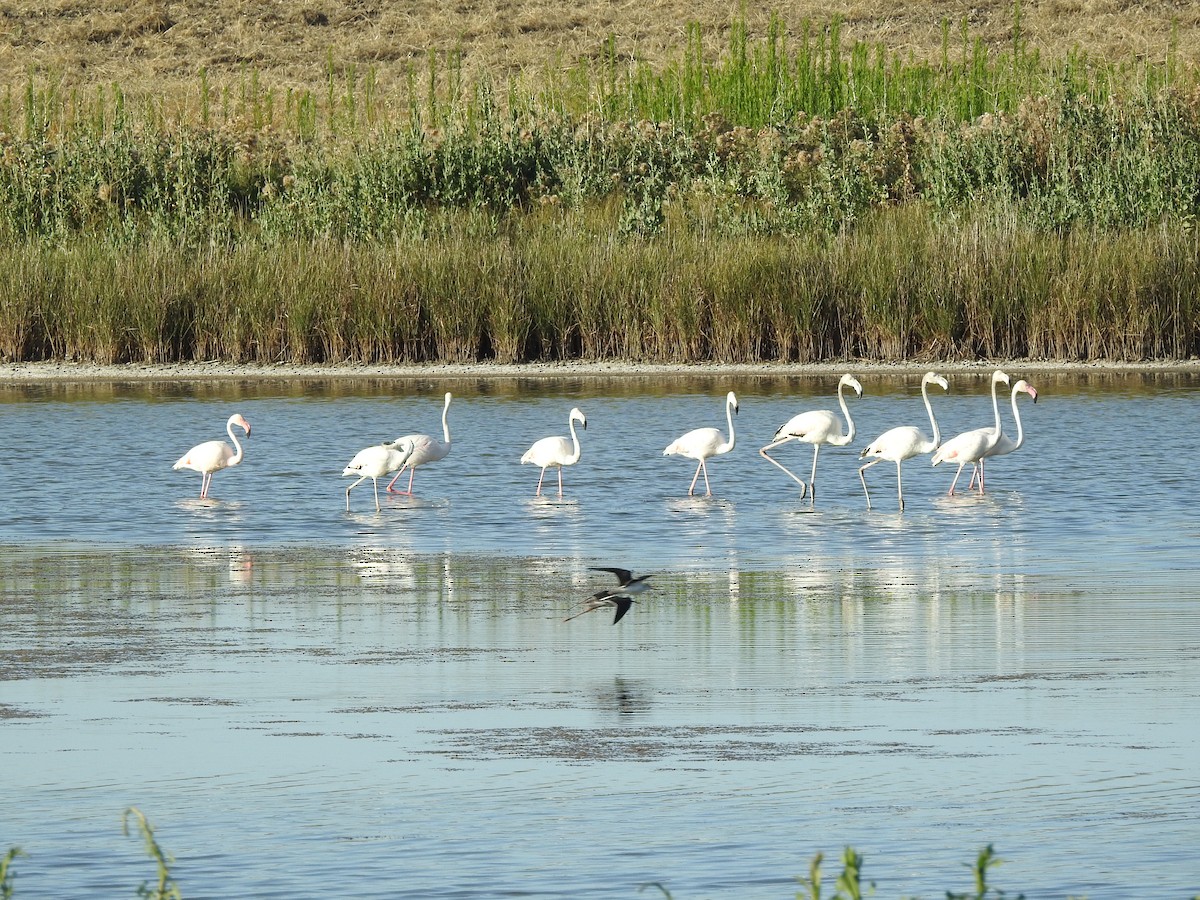 Greater Flamingo - ML638674240