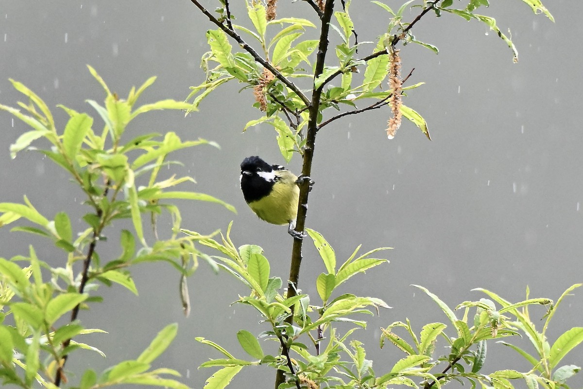 黃腹山雀 - ML638674313
