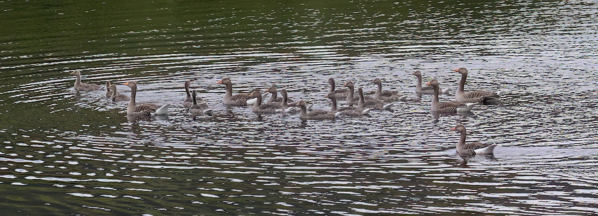Graylag Goose - ML638674339