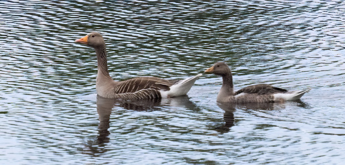 Graylag Goose - ML638674340