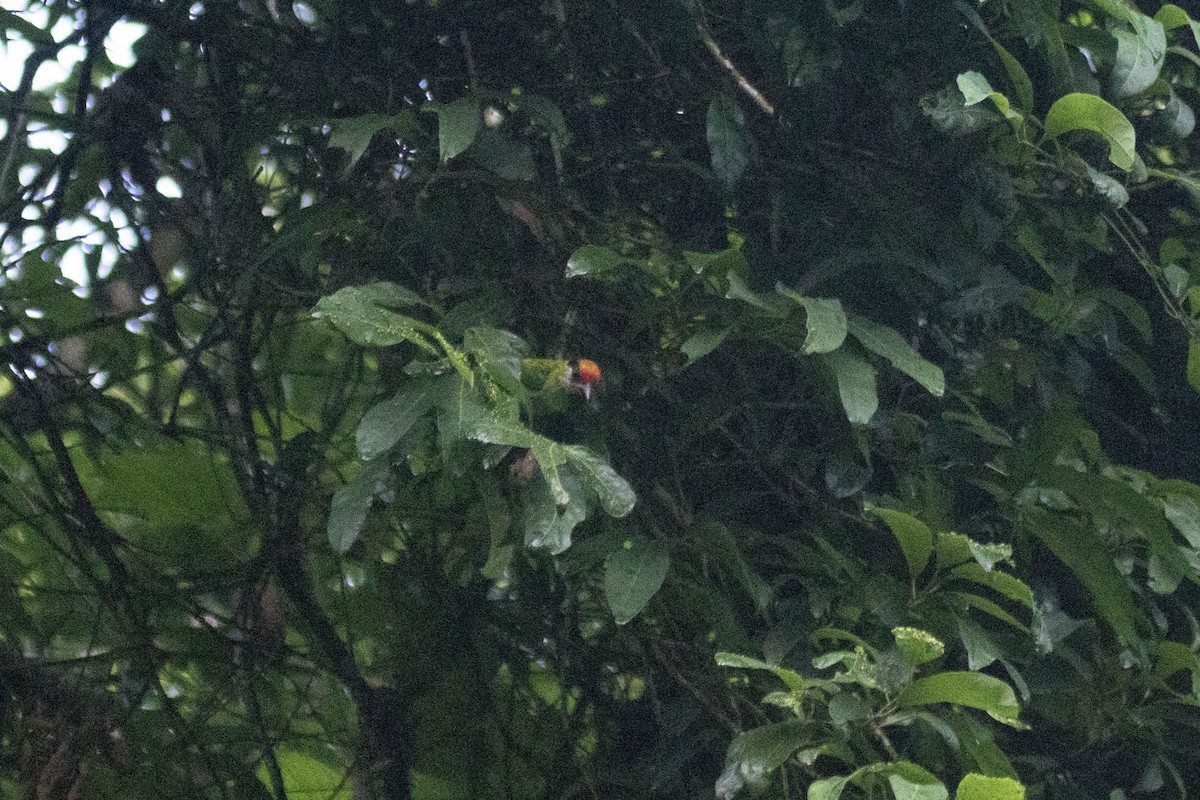Golden-throated Barbet - ML638674350