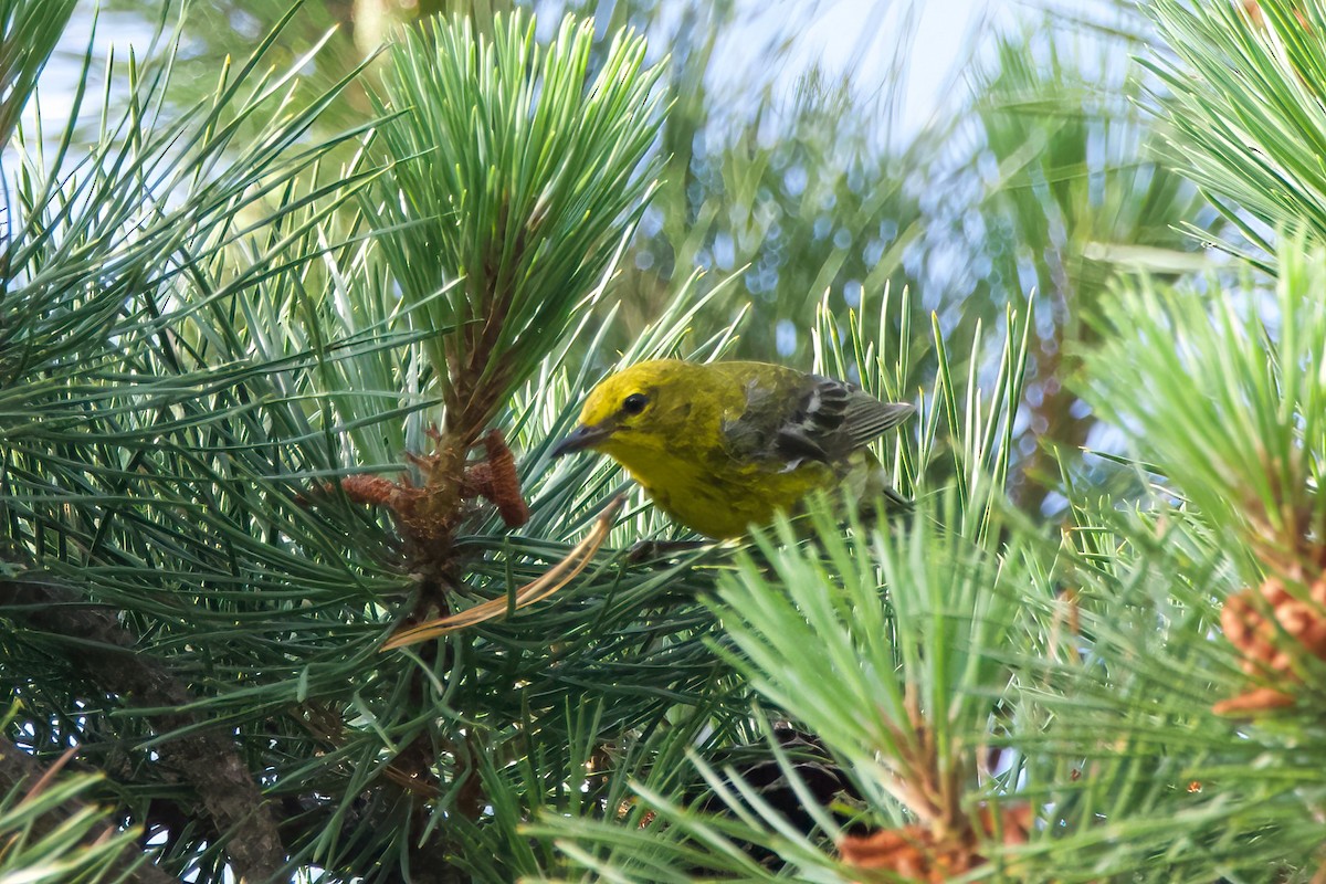 Pine Warbler - ML638674368