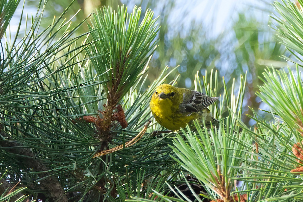 Pine Warbler - ML638674369
