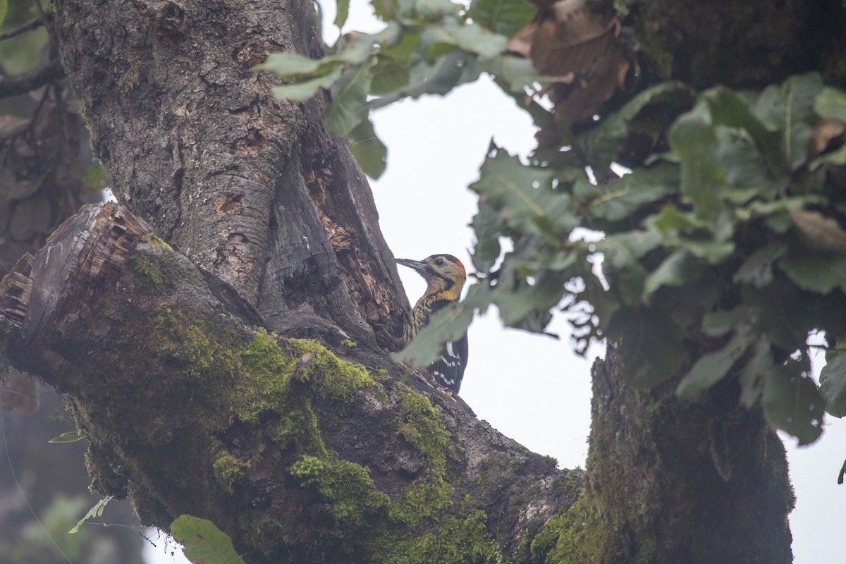 Darjeeling Woodpecker - ML638674398