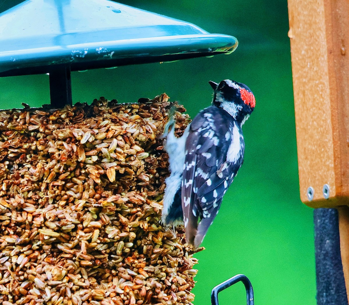 Downy Woodpecker - ML638674411