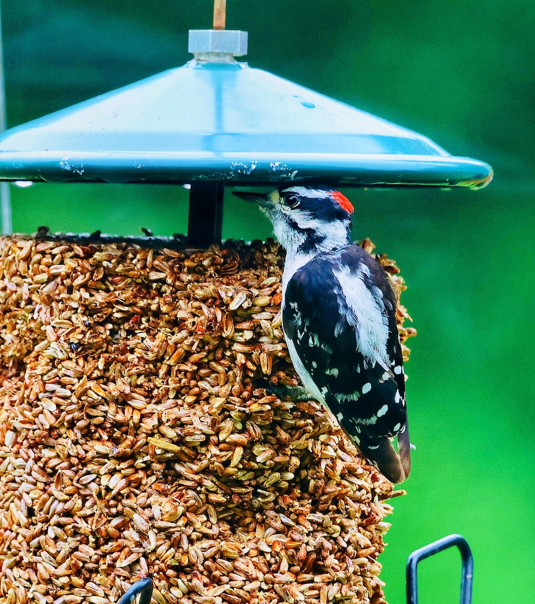 Downy Woodpecker - ML638674412