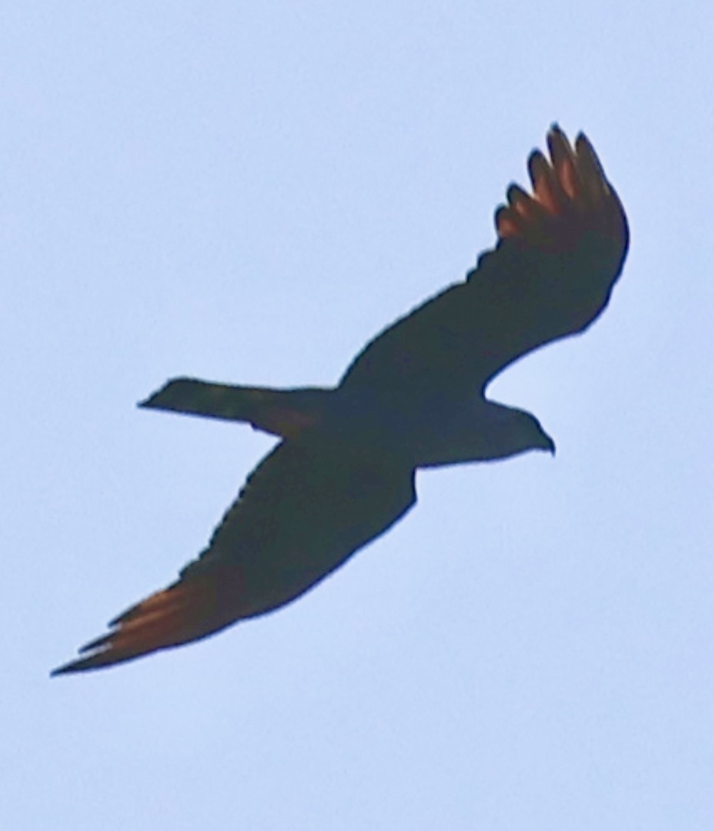 Plumbeous Kite - ML638674431