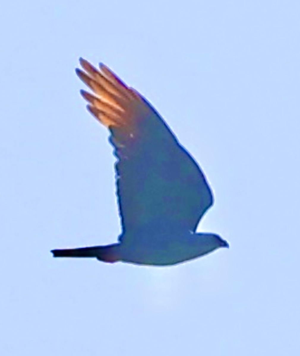 Plumbeous Kite - ML638674433