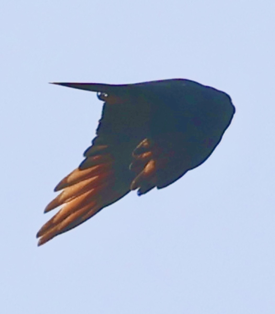 Plumbeous Kite - ML638674434