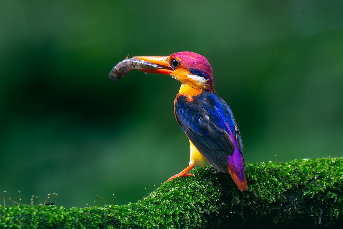 Black-backed Dwarf-Kingfisher - ML638674492