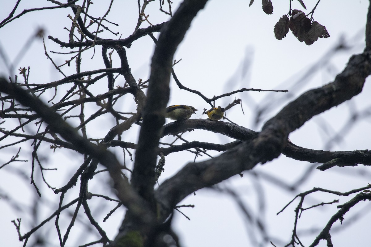 Long-tailed Minivet - ML638674504