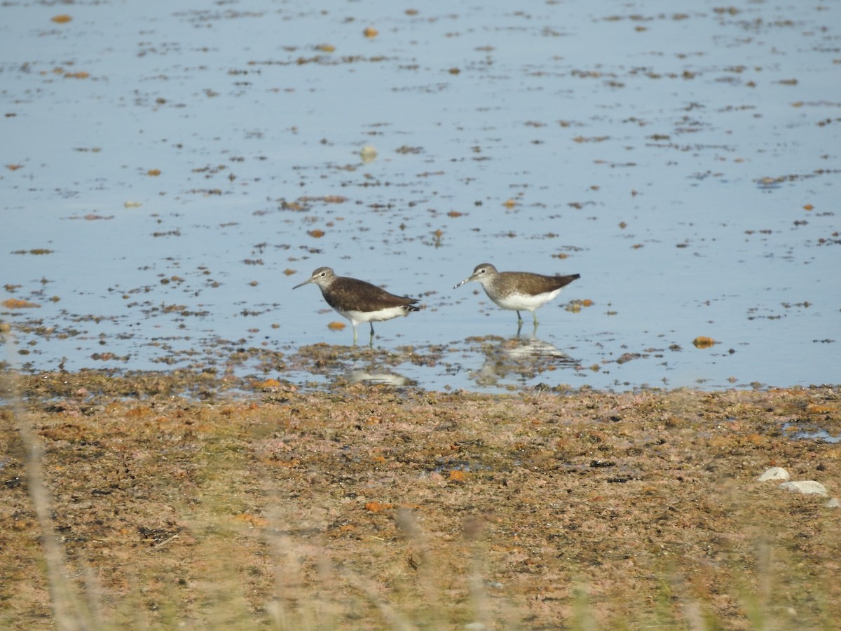 Green Sandpiper - ML638674516