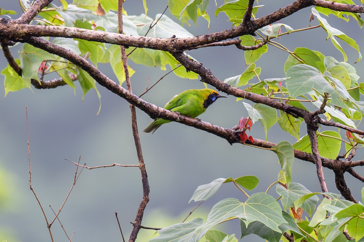 Golden-fronted Leafbird - ML638674517